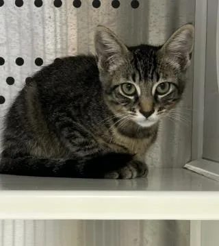 A young small-sized female Domestic Short Hair cat named Brie for adoption in Roseville, CA