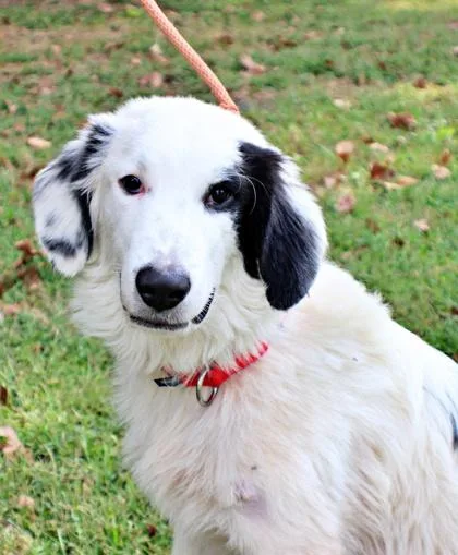 An adult large-sized male English Springer Spaniel dog named Stitch for adoption in Morton Grove, IL