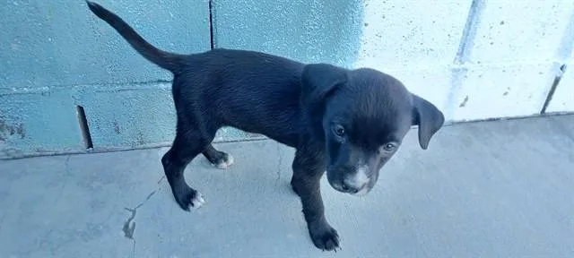 A baby medium-sized female Labrador Retriever dog named Cloud for adoption in Baldwin Park, CA