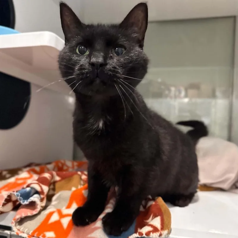 An adult medium-sized female Black Domestic Short Hair cat named Carrie for adoption in Penn Yan, NY