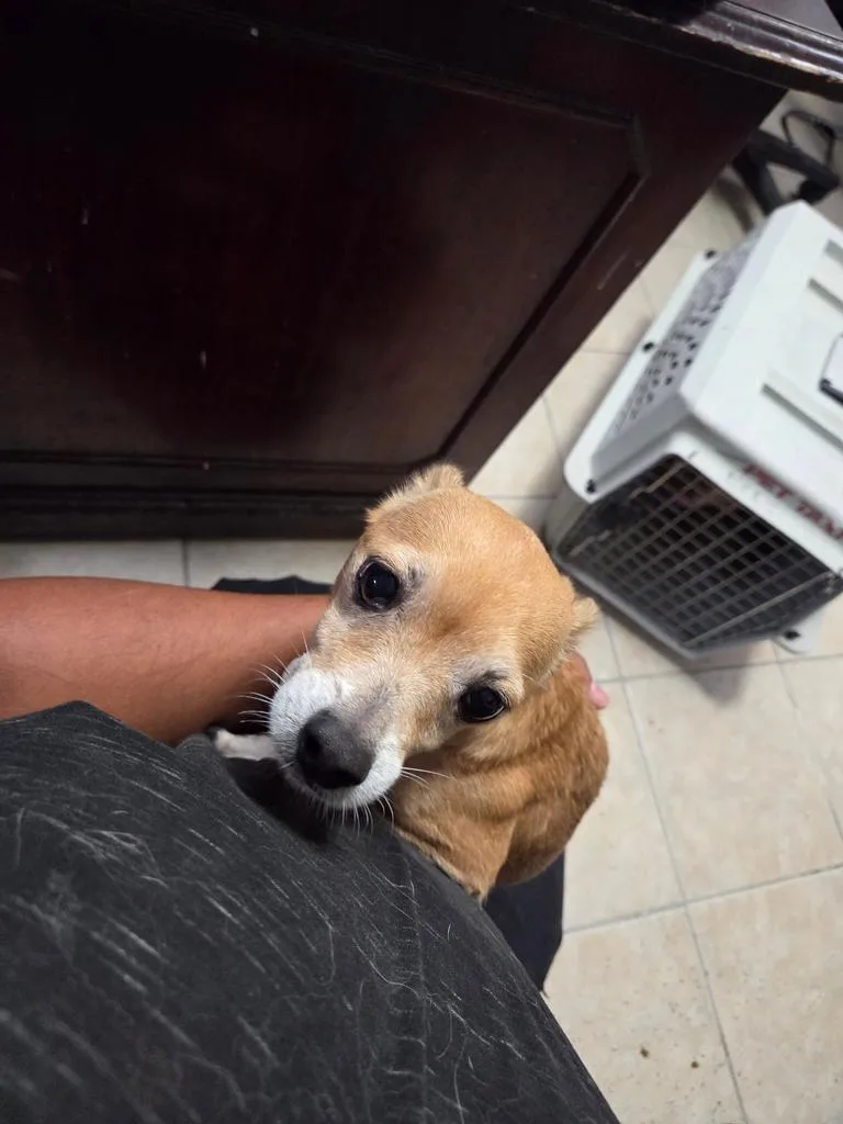 A young small-sized male Chihuahua dog named Chester for adoption in Pahrump, NV