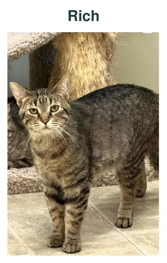 An adult medium-sized male Tabby (Leopard / Spotted) Tiger cat named Rich for adoption in Richland Center, WI