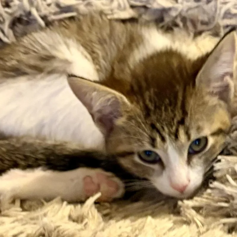 A baby medium-sized male Brown / Chocolate Domestic Short Hair cat named Zappa for adoption in Houghton Lake, MI