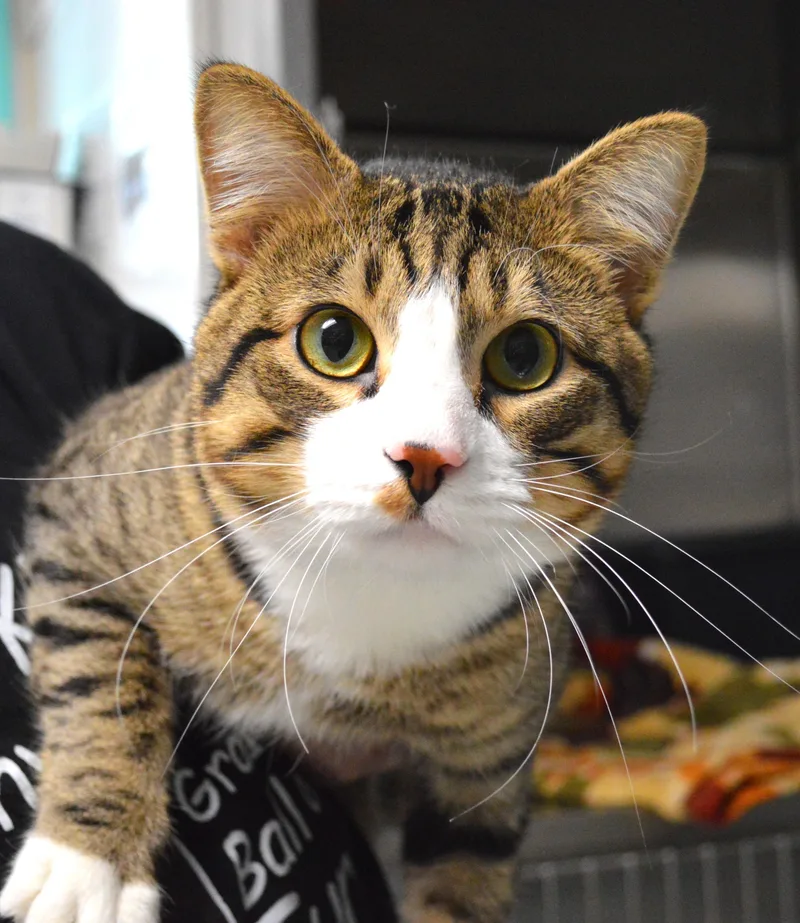 A young large-sized male Tabby (Brown / Chocolate) Domestic Short Hair cat named Bullet for adoption in House Springs, MO