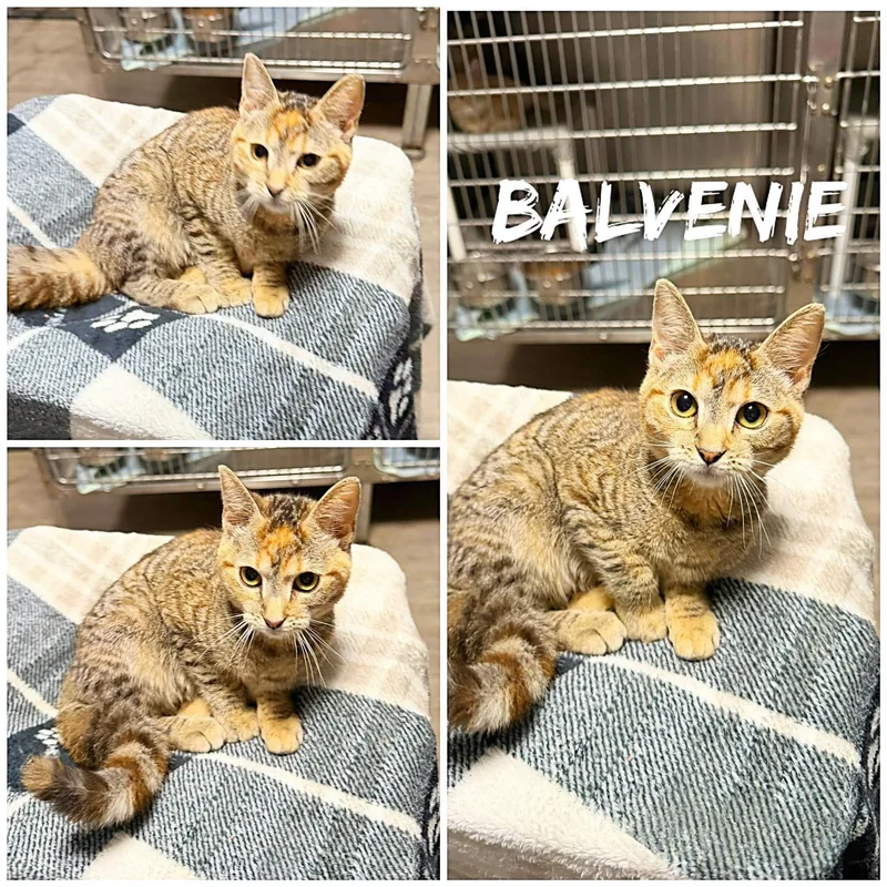 A young small-sized female Tabby (Brown / Chocolate) Domestic Short Hair cat named Balvenie for adoption in Saint James, MO