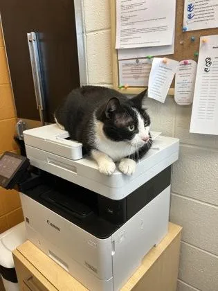 An adult large-sized male Black Domestic Short Hair cat named Sylvester for adoption in Wichita, KS