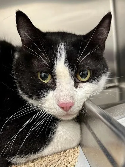 Sylvester thumbnail 2