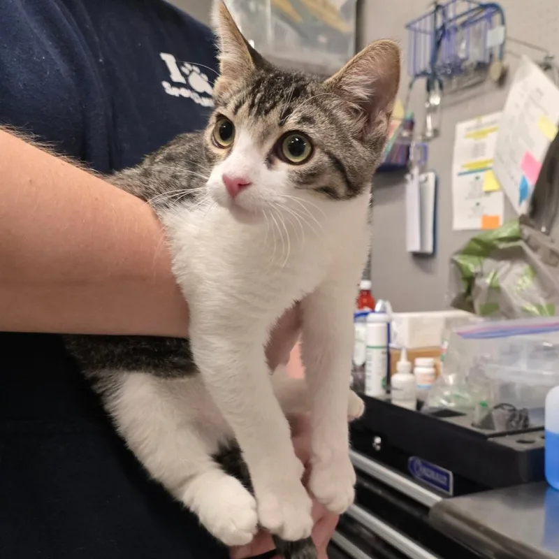 A baby small-sized male White Domestic Short Hair cat named Maze for adoption in Spokane, WA