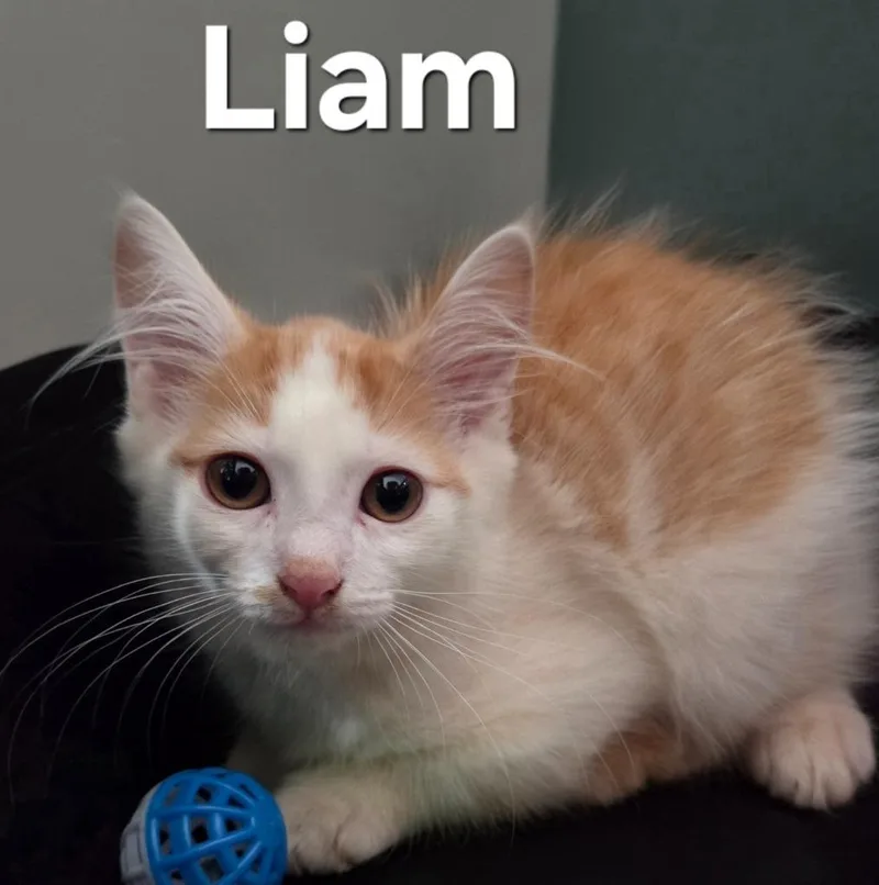 A baby small-sized male Domestic Medium Hair cat named Liam for adoption in Rutherfordton, NC