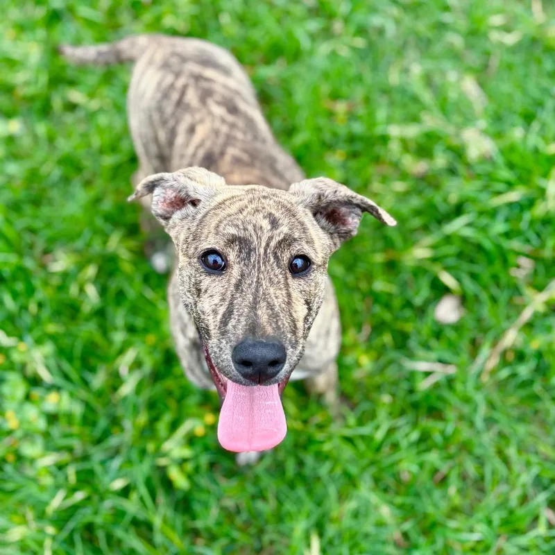 A baby medium-sized male Brown / Chocolate Mixed Breed dog named Broccoli for adoption in Fredericksburg, TX