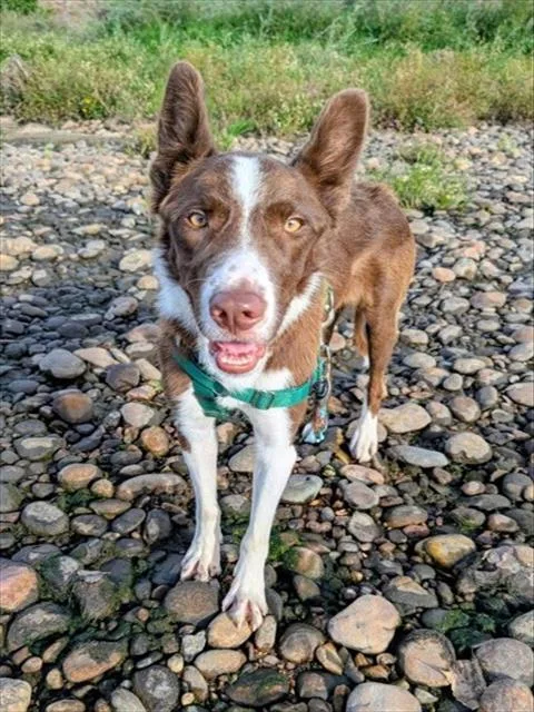 A young medium-sized male Australian Shepherd dog named Prescott for adoption in Brighton, CO