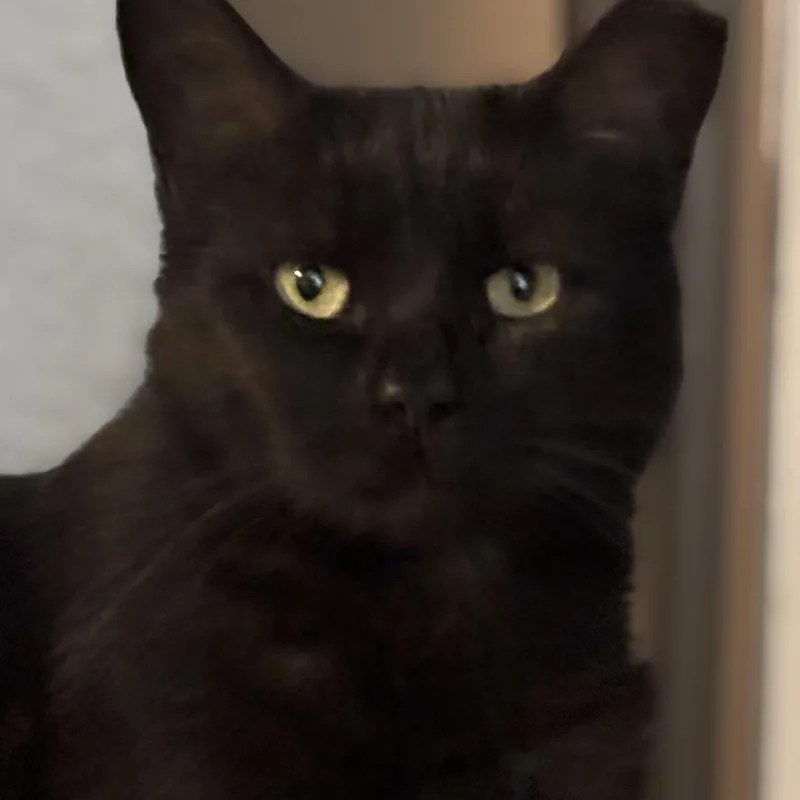 A young medium-sized male Black Domestic Short Hair cat named Draco for adoption in Pittsburgh, PA