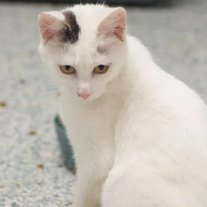 A baby small-sized female Domestic Short Hair cat named Oats for adoption in Verona, WI