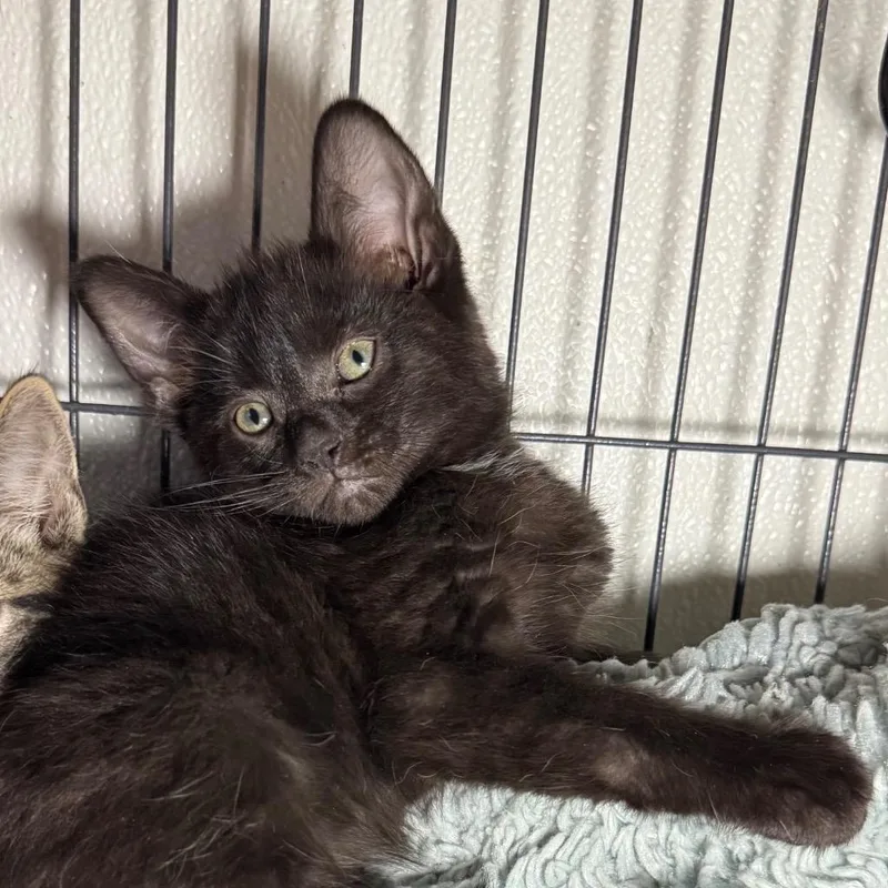 A baby medium-sized male Domestic Short Hair cat named Licorice for adoption in Saginaw, MI