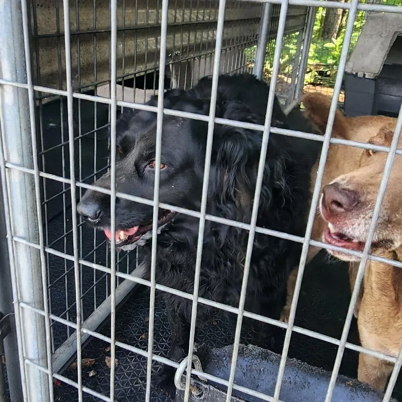 An adult large-sized male Black Mixed Breed dog named Endy for adoption in Evensville, TN