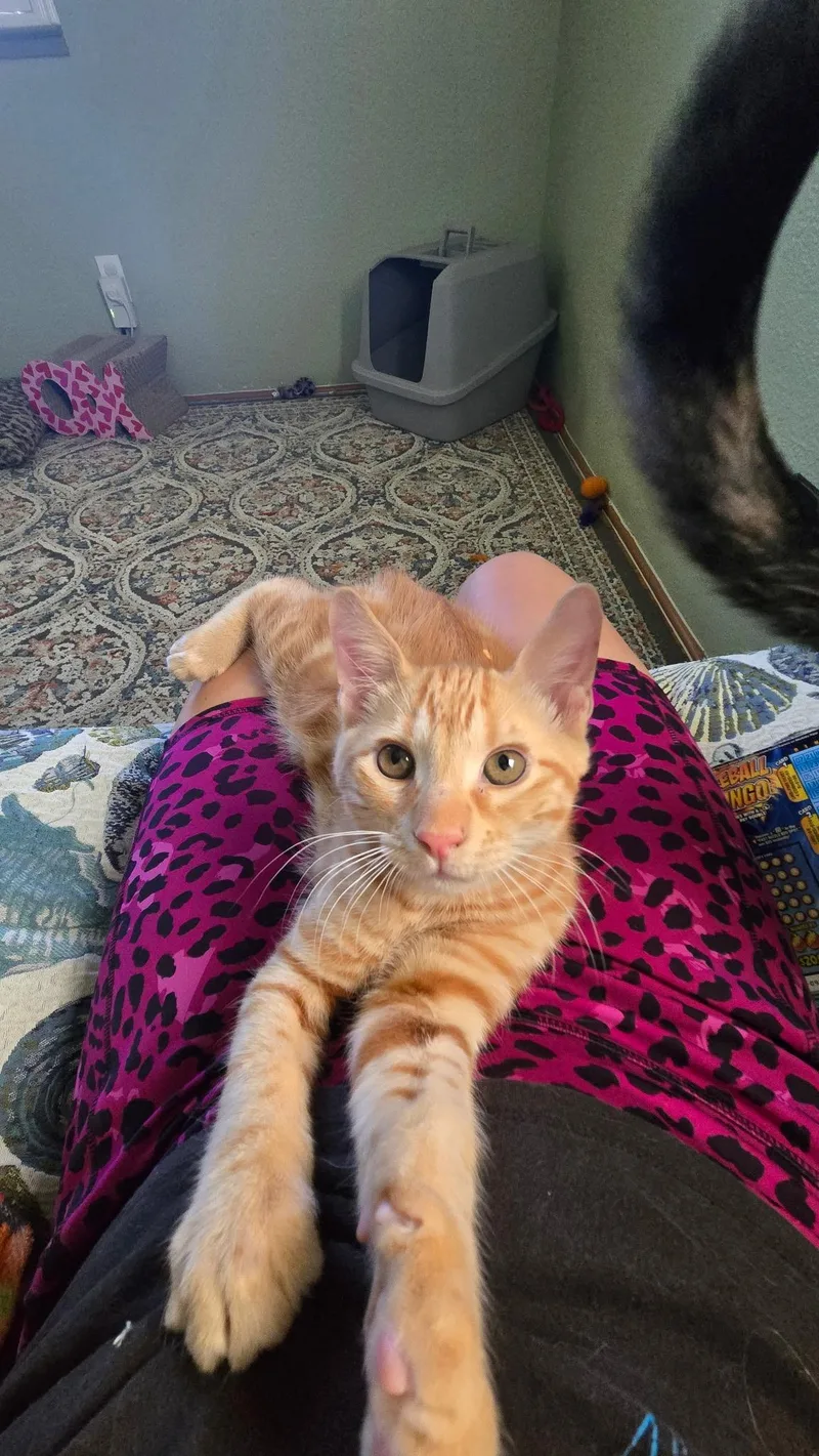A baby medium-sized male Domestic Short Hair cat named Mojo for adoption in Antioch, CA