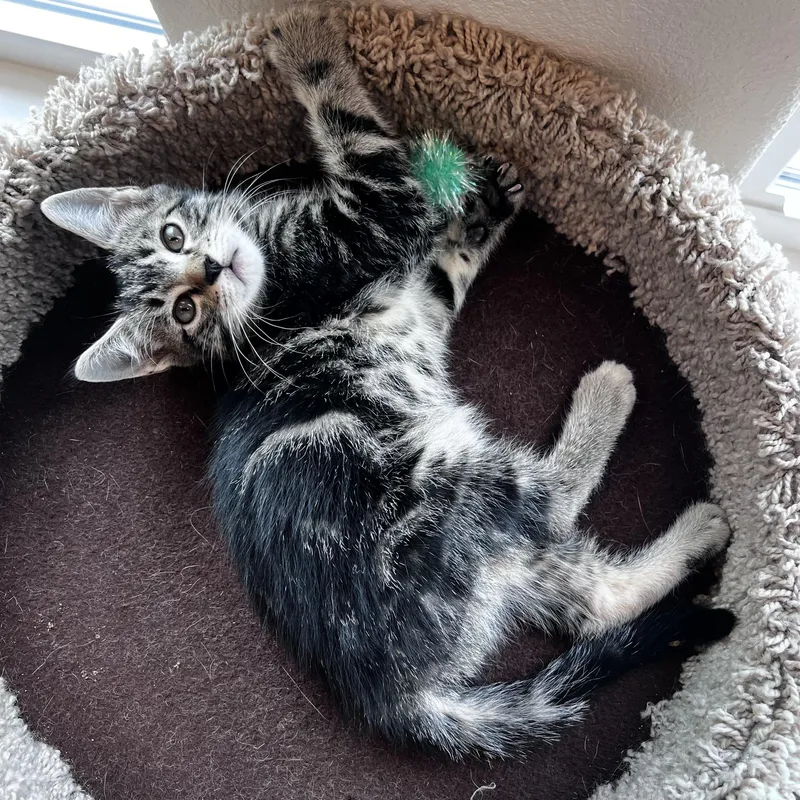 A young small-sized male Tabby (Gray / Blue / Silver) Domestic Short Hair cat named Doc Boy for adoption in Bentonville, AR