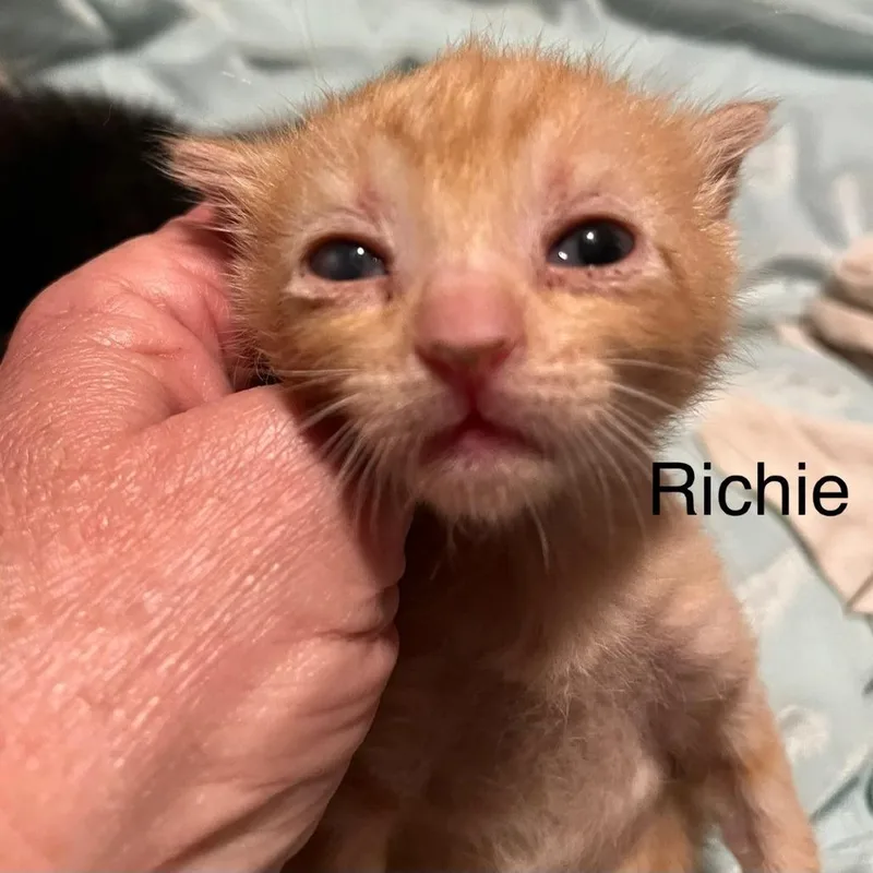 A baby small-sized male Orange / Red Domestic Short Hair cat named Richie for adoption in Greensboro, GA
