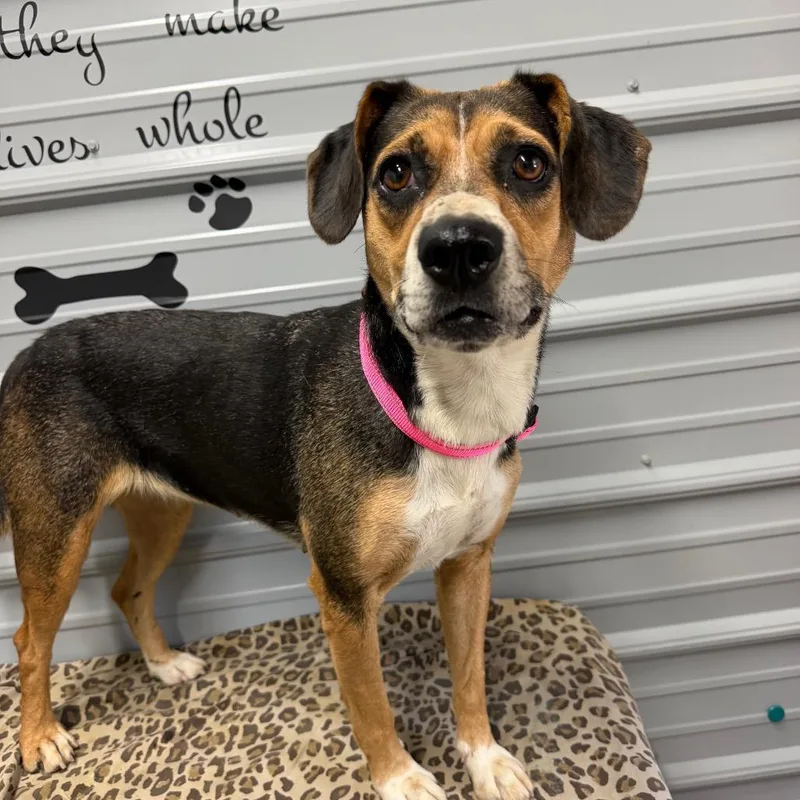 A young medium-sized female Black Beagle dog named Callie for adoption in Princeton, KY