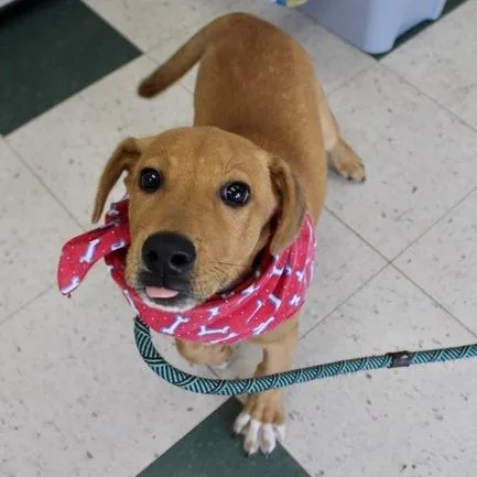 A baby small-sized male Brown / Chocolate Labrador Retriever dog named Chuck for adoption in Birmingham, AL