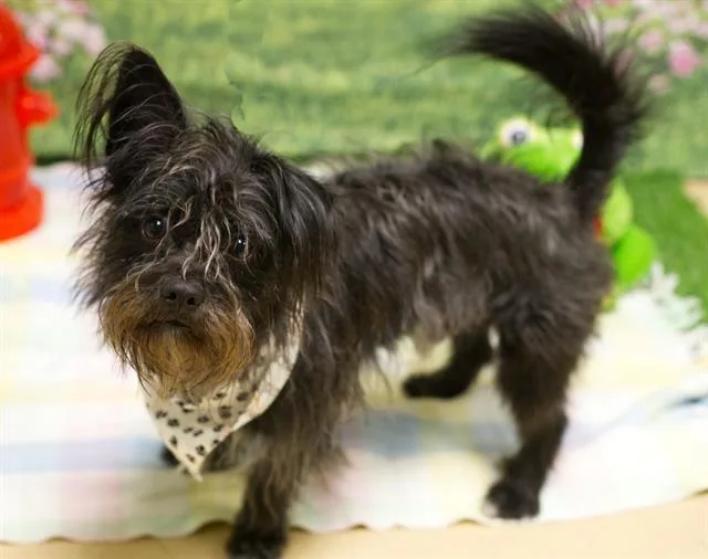 A young medium-sized male Terrier dog named Pinto for adoption in South Lake Tahoe, CA