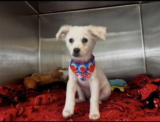 A baby small-sized male American Eskimo Dog dog named Sammy Boy for adoption in Tustin, CA