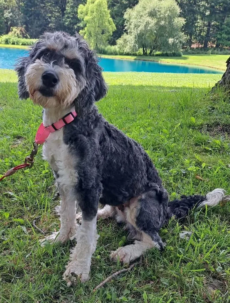 An adult medium-sized female Black Bernedoodle dog named PTH Viola for adoption in Batavia, NY