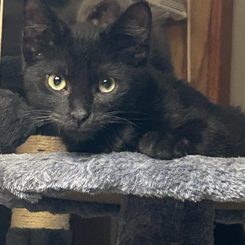 Coal
