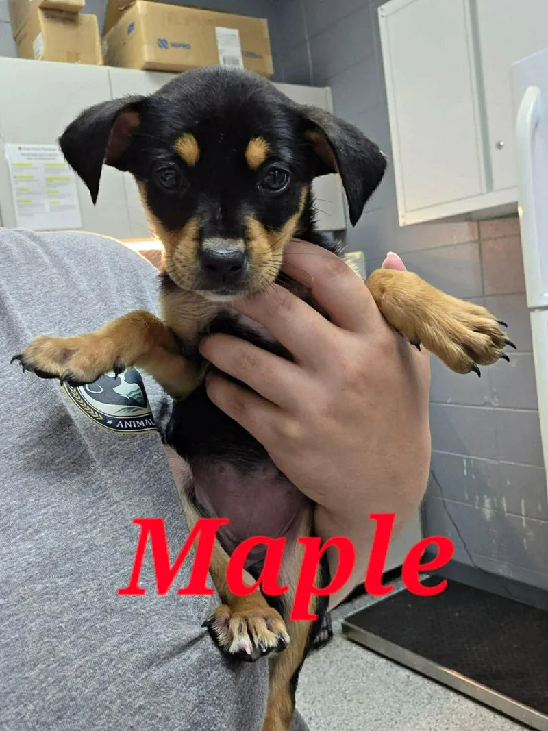 A baby medium-sized female Black Hound dog named Maple for adoption in Ringwood, NJ