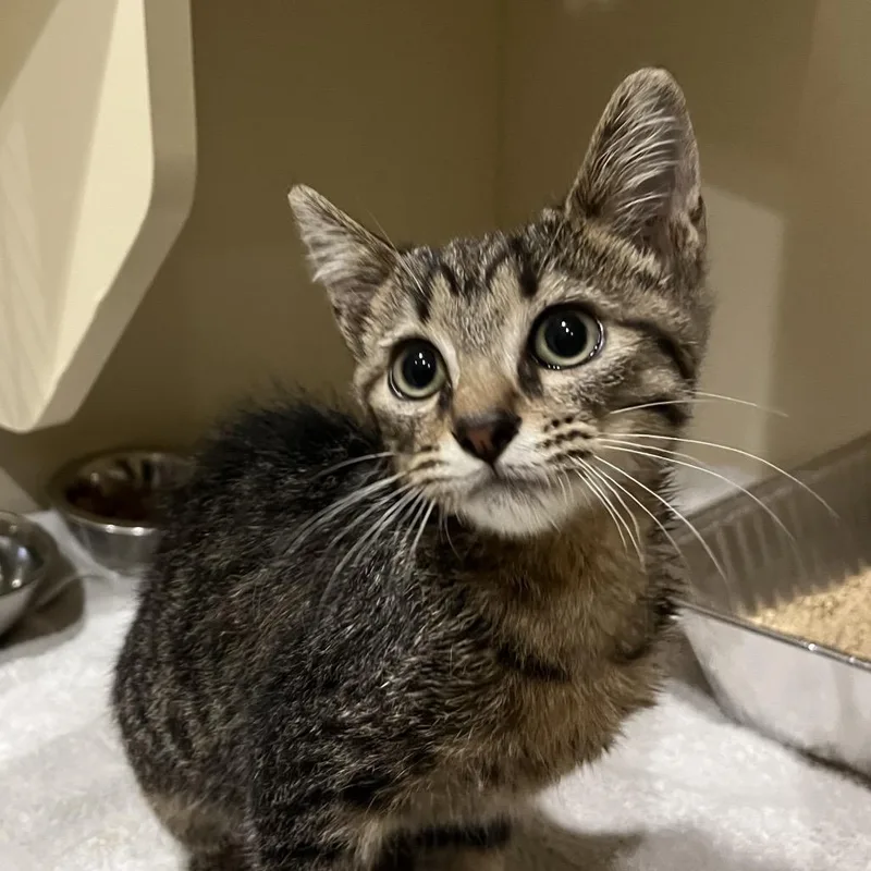 A baby small-sized female Brown / Chocolate Domestic Short Hair cat named Love Bug for adoption in Jacksonville, FL