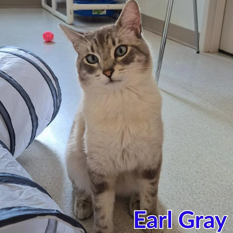 A young medium-sized male Domestic Short Hair cat named Earl Gray for adoption in North Saint Paul, MN