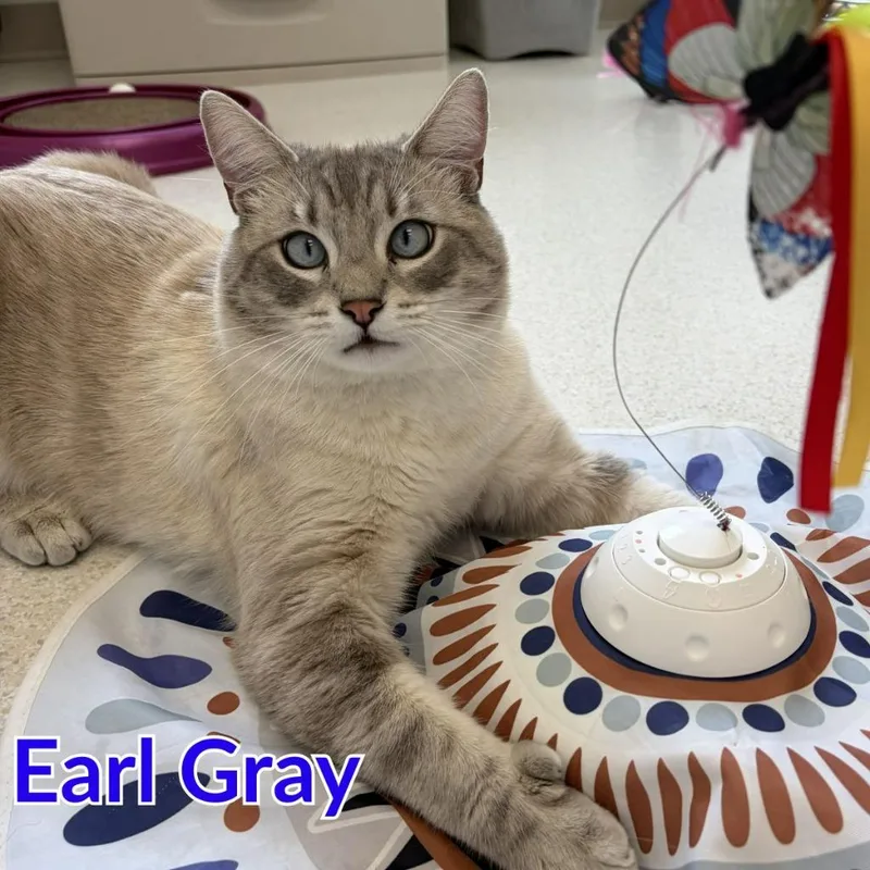 Earl Gray thumbnail 2