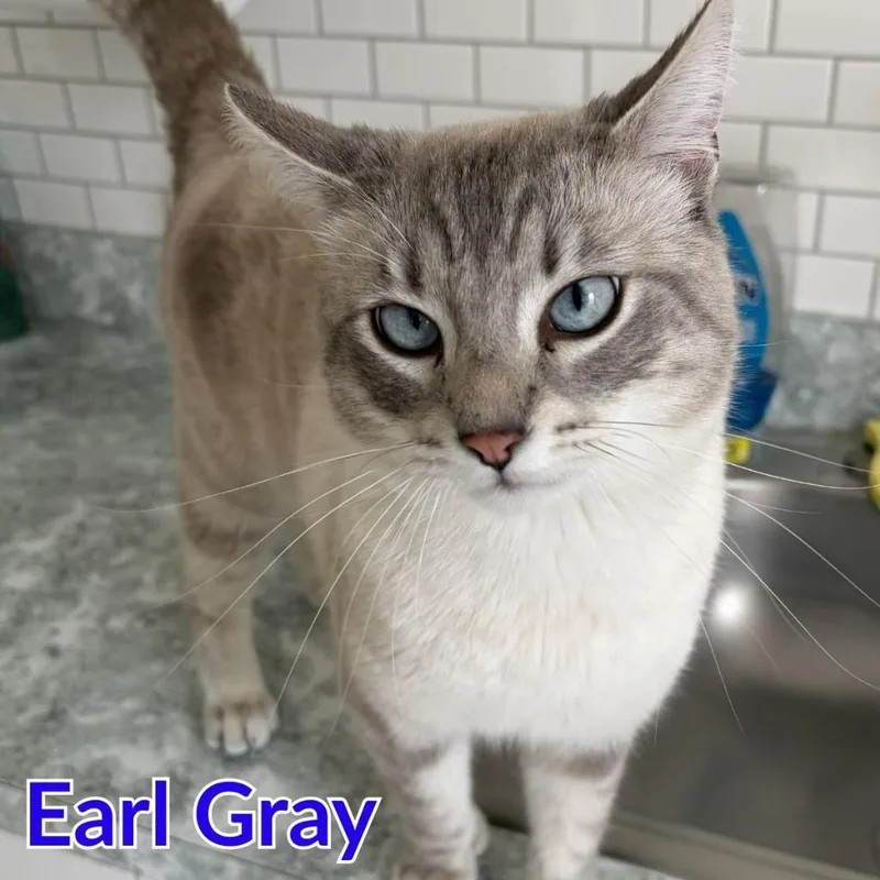 Earl Gray thumbnail 3