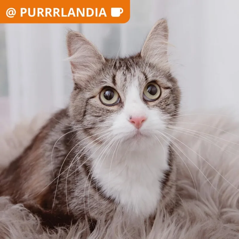An adult medium-sized female Domestic Medium Hair cat named Kimmy for adoption in Los Angeles, CA