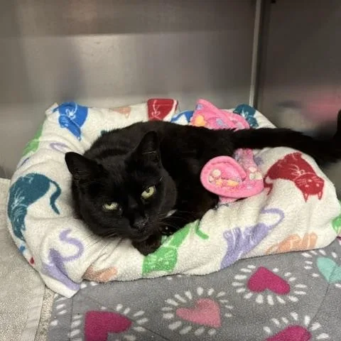 A senior medium-sized female Black Domestic Short Hair cat named Queenie for adoption in Stanhope, NJ