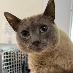 An adult medium-sized male Domestic Short Hair cat named Nietzsche for adoption in Cumming, GA