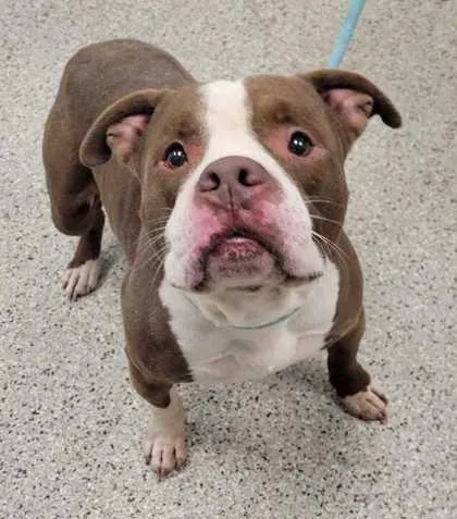 An adult large-sized male Brown / Chocolate Pit Bull Terrier dog named Junior for adoption in Kansas City, MO