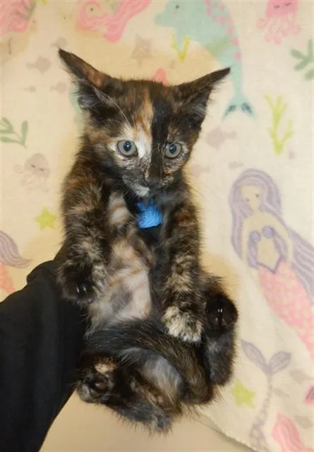A baby small-sized female Domestic Short Hair cat named Jelly for adoption in San Jose, CA