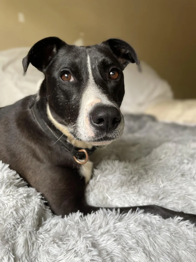 An adult large-sized female Pit Bull Terrier dog named Lila Dixon for adoption in Rockaway, NJ