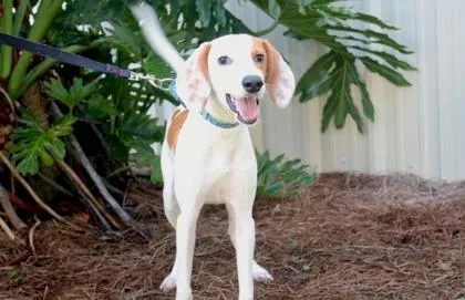 An adult medium-sized male Greyhound dog named Limoncello for adoption in Brunswick, GA