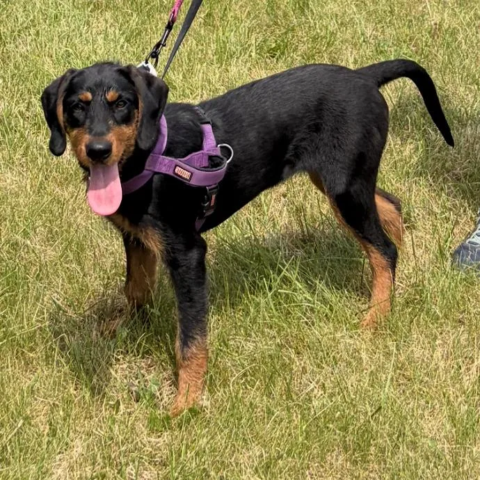 A young medium-sized female Black Mixed Breed dog named Kirbee for adoption in Fredericksburg, VA