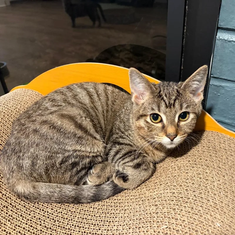 A baby small-sized female Brown / Chocolate Domestic Short Hair cat named Fhqwhgads for adoption in Gibsonia, PA