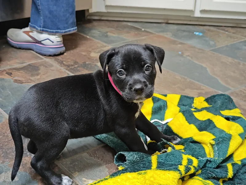 Janis Joplin thumbnail 2