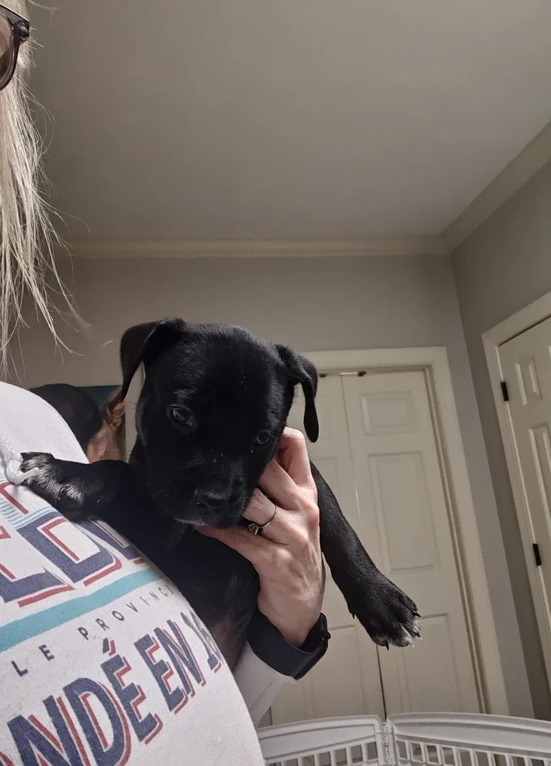 Janis Joplin thumbnail 4