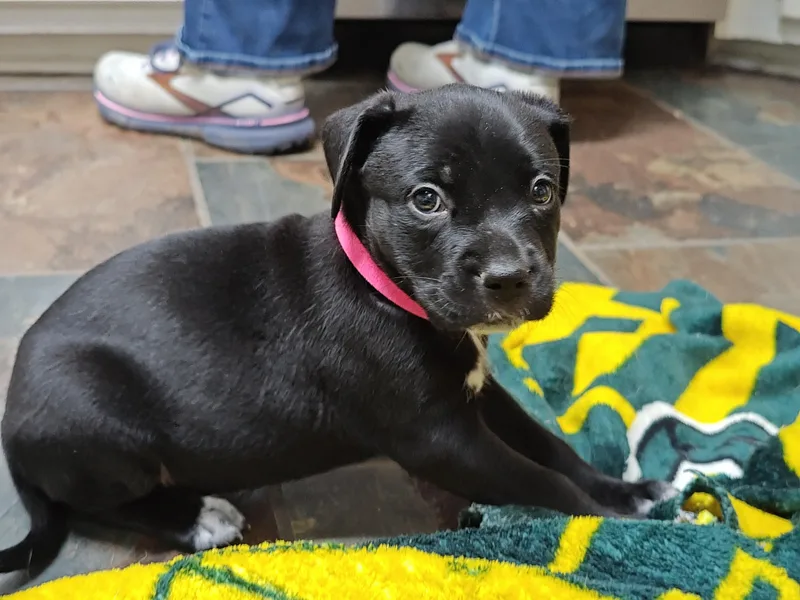 Janis Joplin thumbnail 5