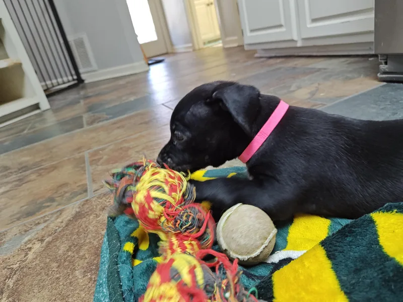 Janis Joplin thumbnail 6