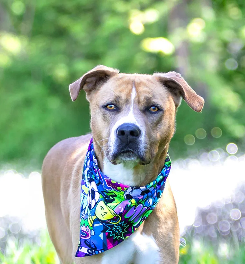 A young medium-sized male Terrier dog named Tank for adoption in Coatesville, PA