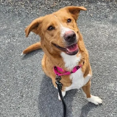 Calliope thumbnail 2