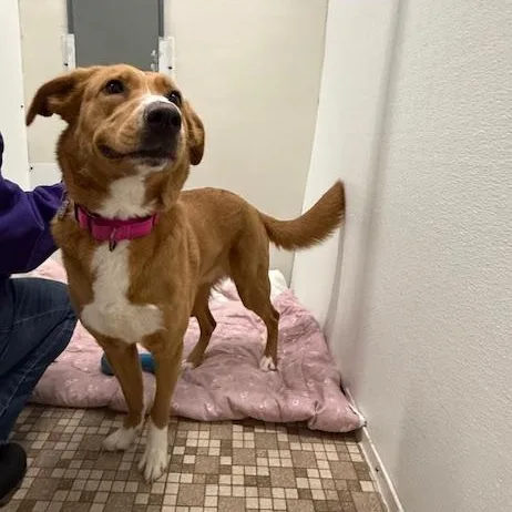 Calliope thumbnail 3