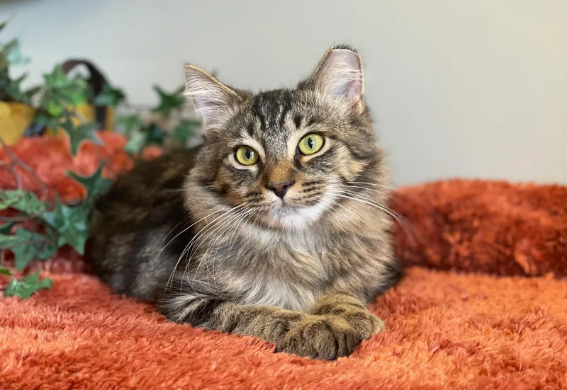 A baby medium-sized male Domestic Long Hair cat named Stary for adoption in Taylor, MI
